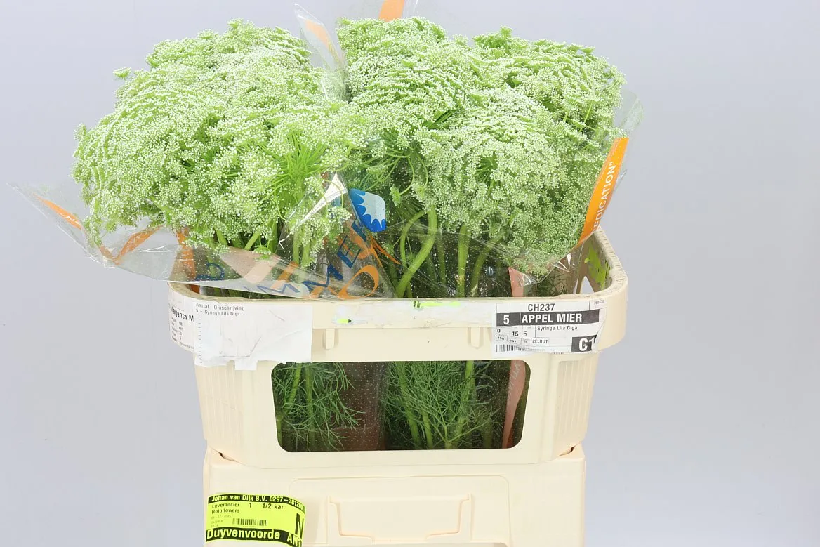 Ammi Visnaga • 70 cm