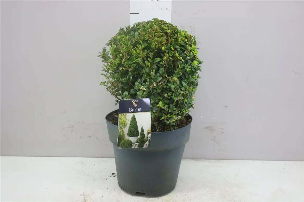 Buxus Semp Bol 25cm • črepník 23 cm