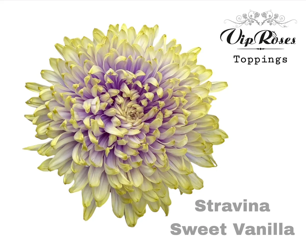 Chryzantéma veľkokvetá Stravina Sweet Vanilla • 65 cm