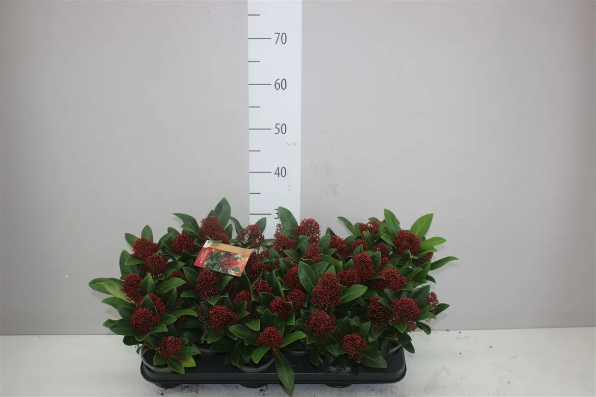 Skimmia Jap. Rubella 5+ • črepník 10,5 cm