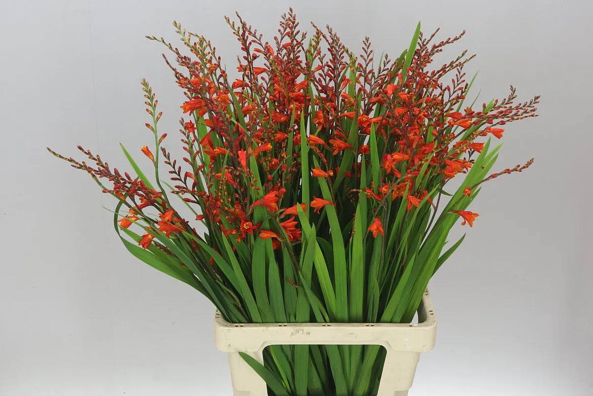 Crocosmia Red King • 75 cm