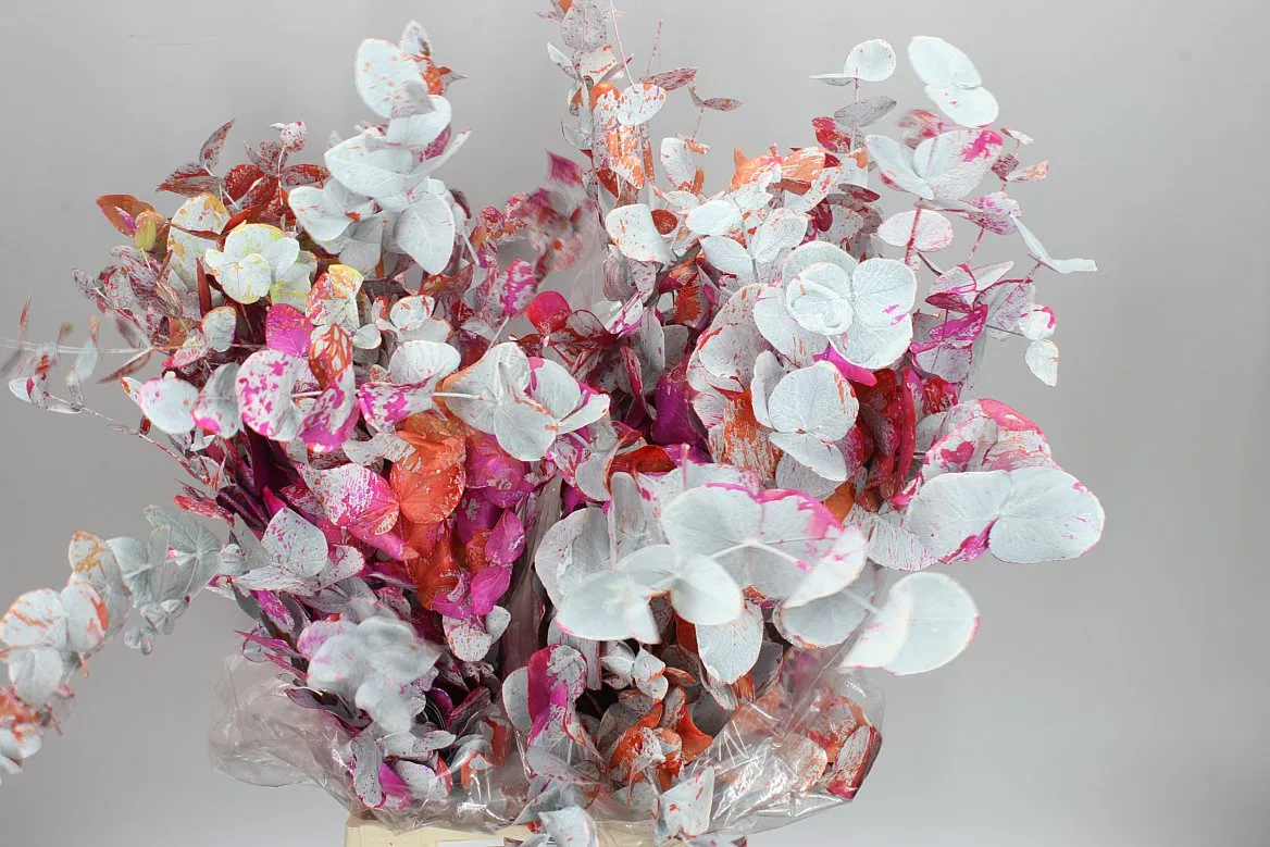 Cinerea Picasso Purple • 70 cm