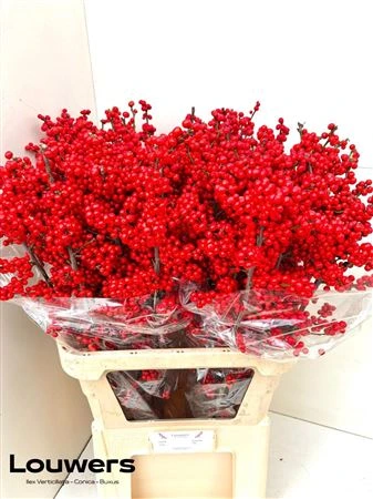 Ilex • 100 cm