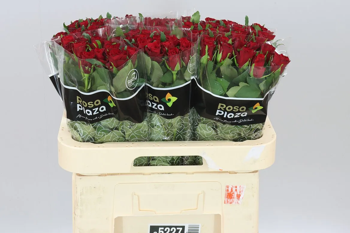 Rosa Gr Simply Red+ • 60 cm