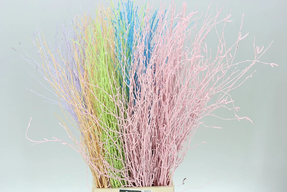 Breza mix • 70 cm