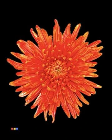 Chryzantéma veľkokvetá Topspin Roma • 70 cm