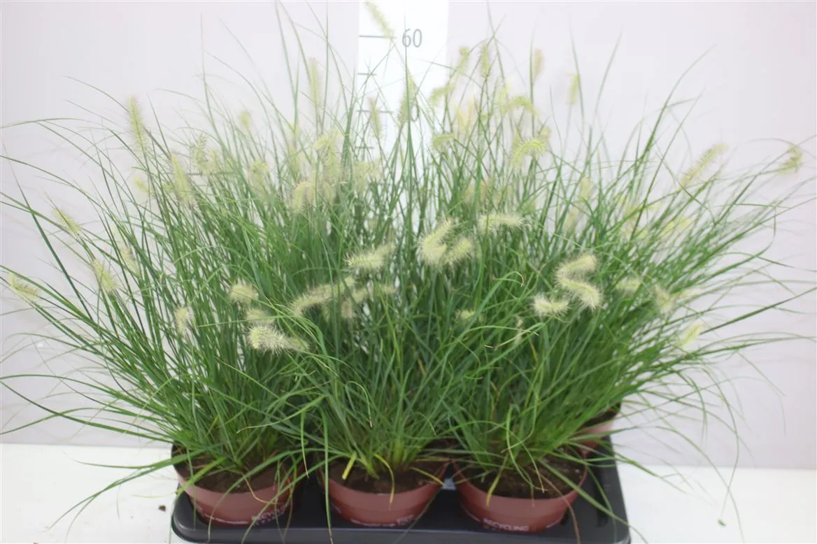 Pennisetum Al Little Bunny • črepník 17 cm