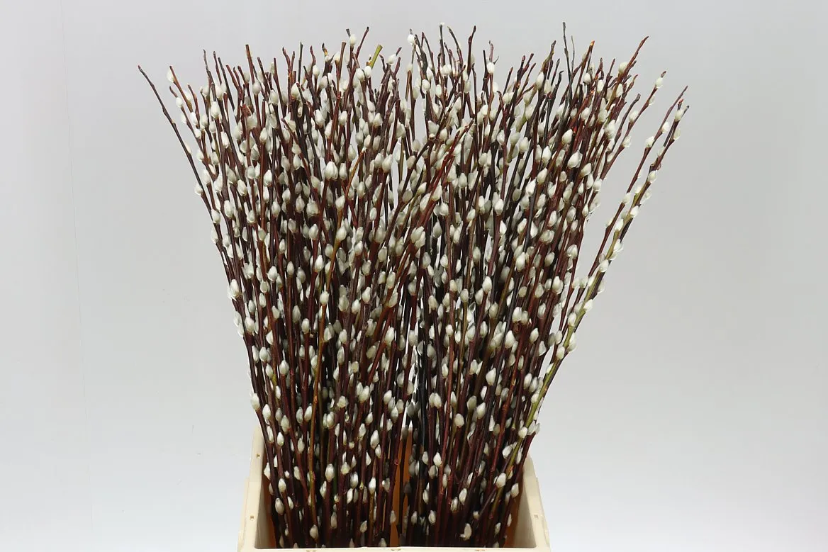Salix Pussy Willow • 70 cm