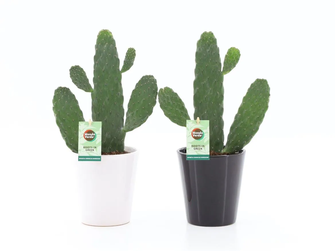 Opuntia Rubescens Consolea v keramike Zwart-wit • črepník 13 cm