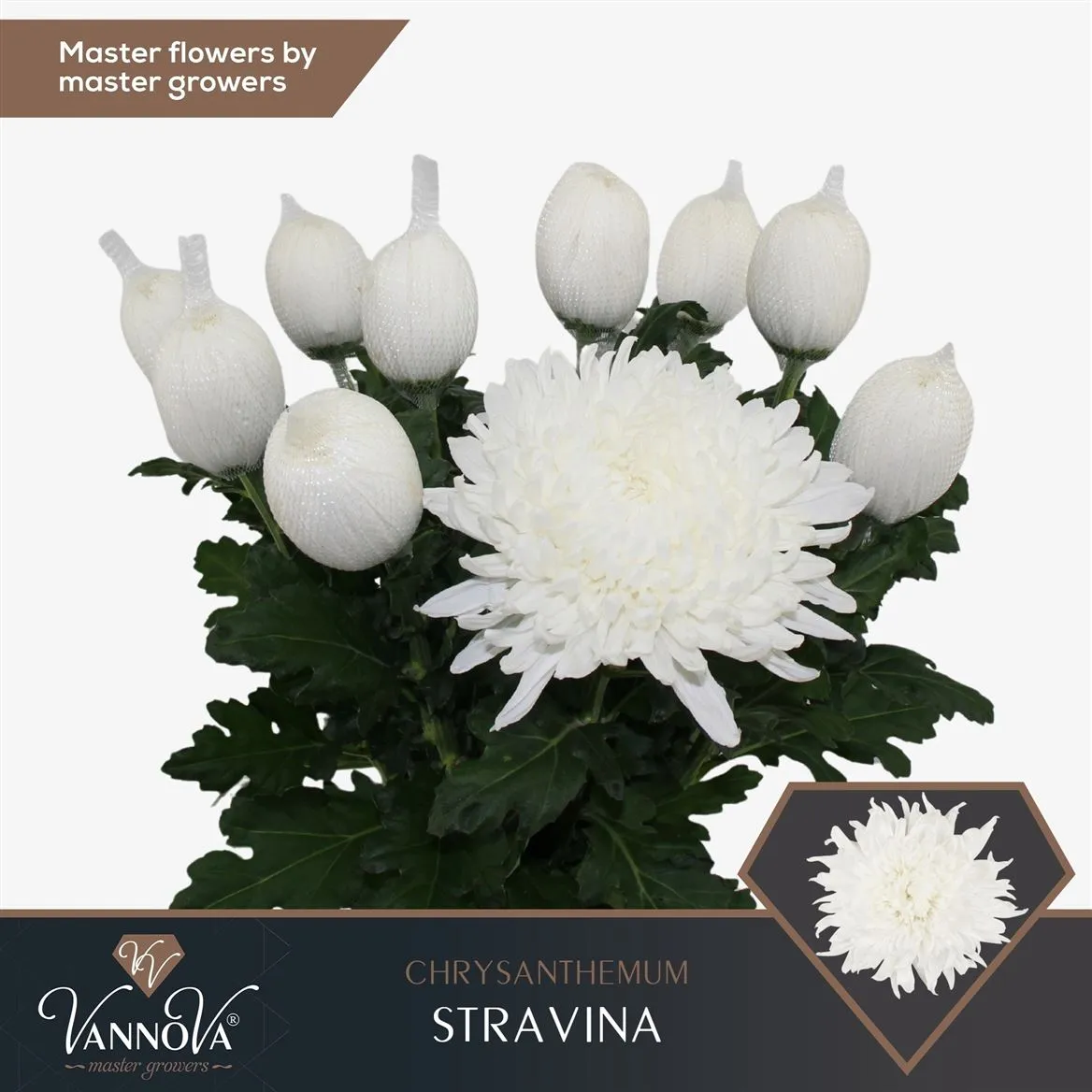 Chryzantéma veľkokvetá Stravina • 70 cm