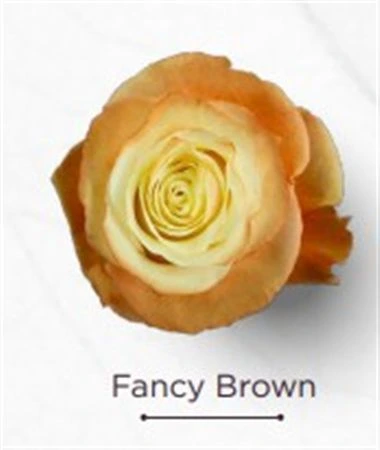 Ruža farbená Fancy Brown, Ekvádor • 50 cm