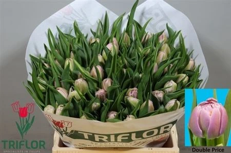 Tulipán plnokvetý Double Price • 38 cm