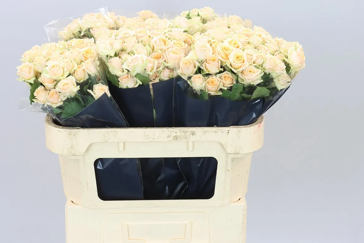 Rosa Tr Trinity • 70 cm