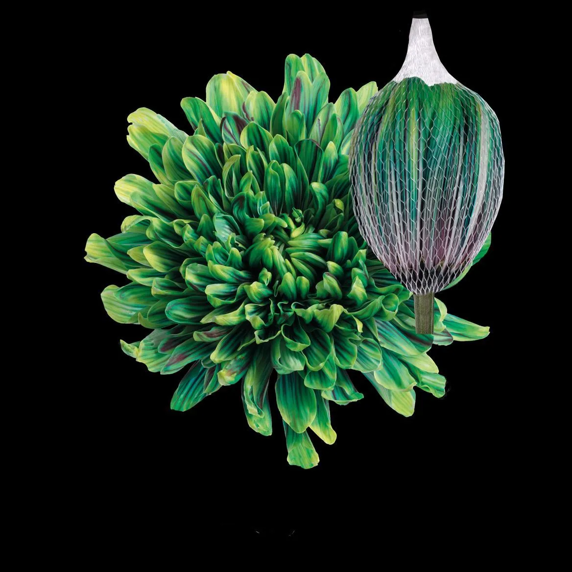 Chryzantéma veľkokvetá Antonov Hawai • 70 cm