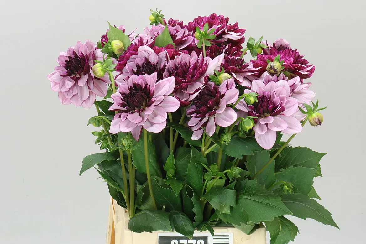 Dahlia Creme De Cassis • 40 cm