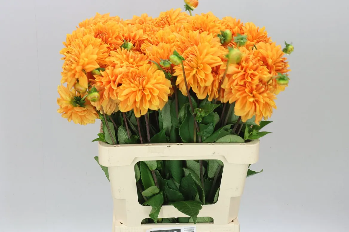 Dahlia Bizon Brons • 55 cm