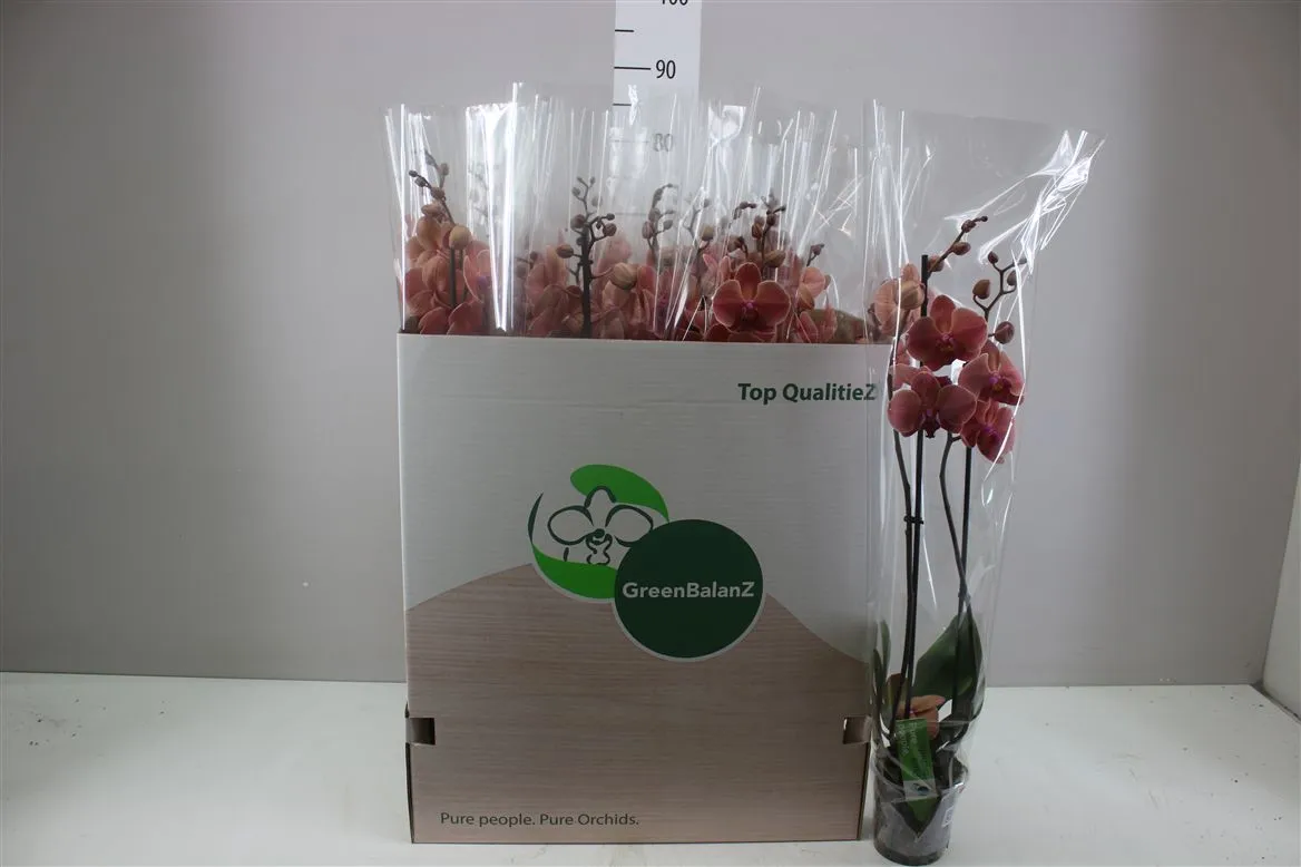 Phal Narbonne 2 Tak • črepník 12 cm