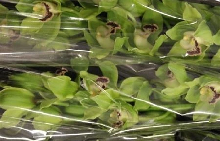 Orchidea Cymbidium veľkokvetá Ov Green X6 • 80 cm