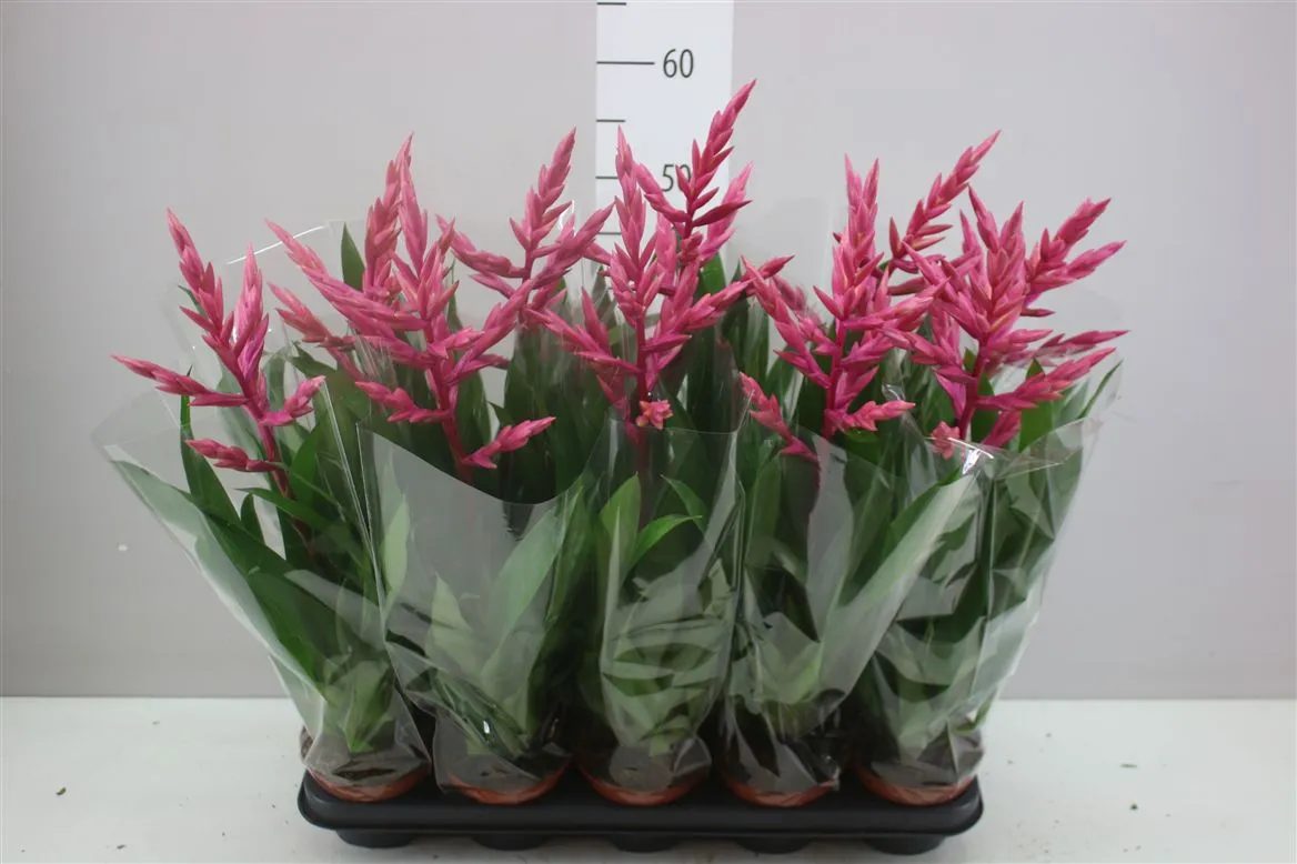 Guzmania Claire • črepník 12 cm