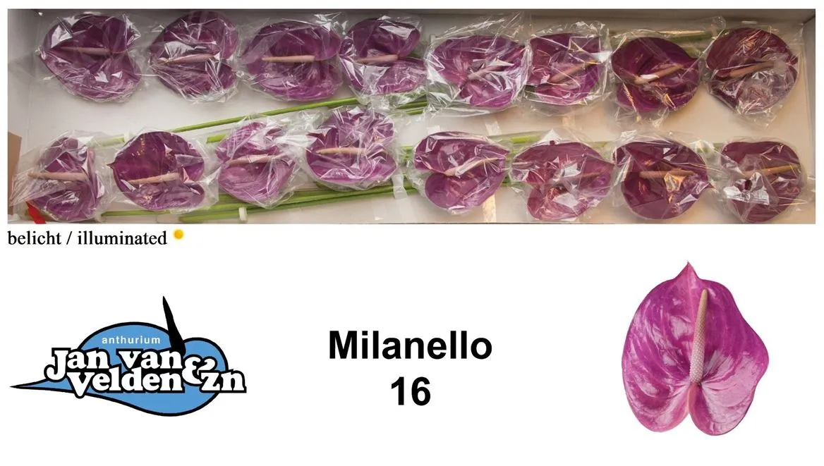 Anth Milanello