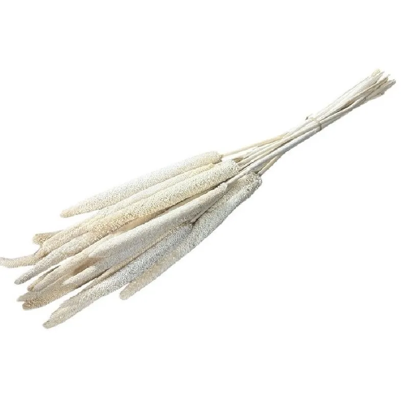 Sušená babala mix farieb 70 cm