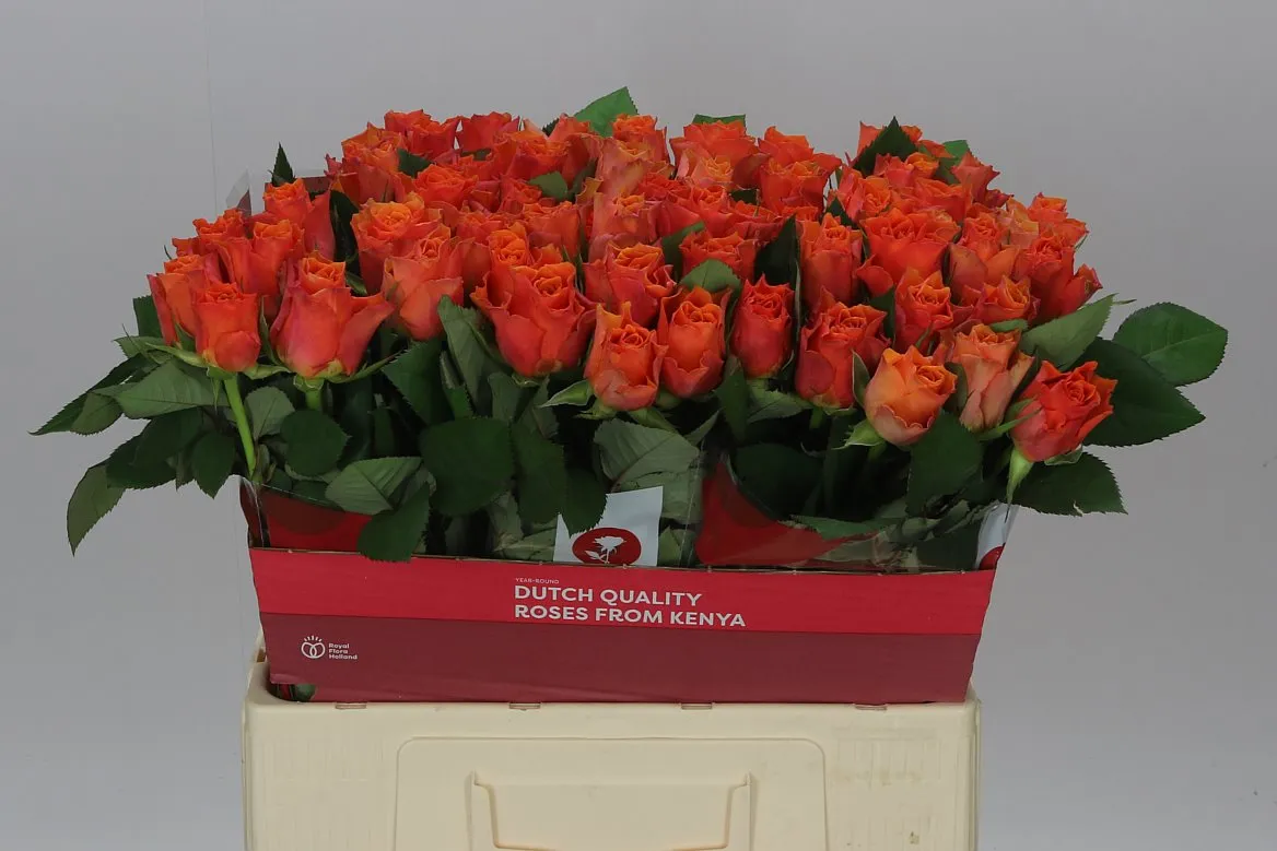Ruža Arancio • 40 cm