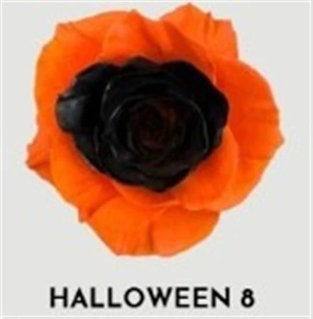 Ruža farbená Halloween 8, Ekvádor • 50 cm