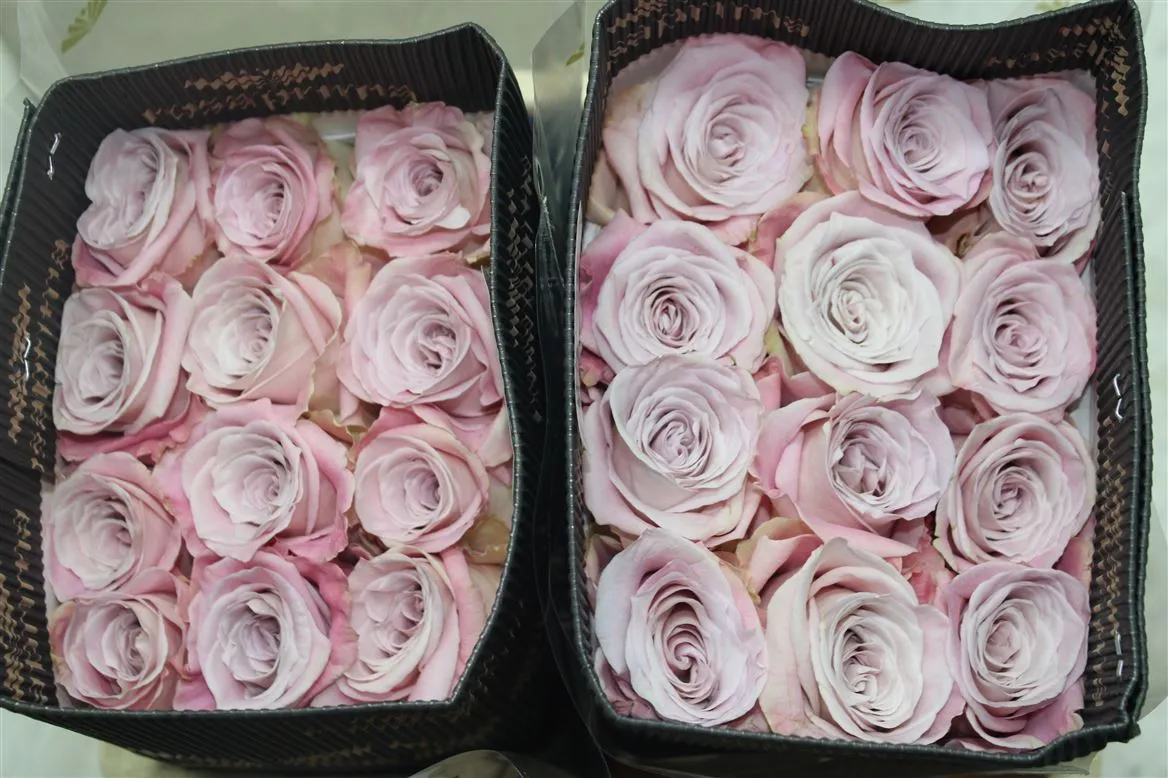 Rosa Gr Ec Faith • 40 cm