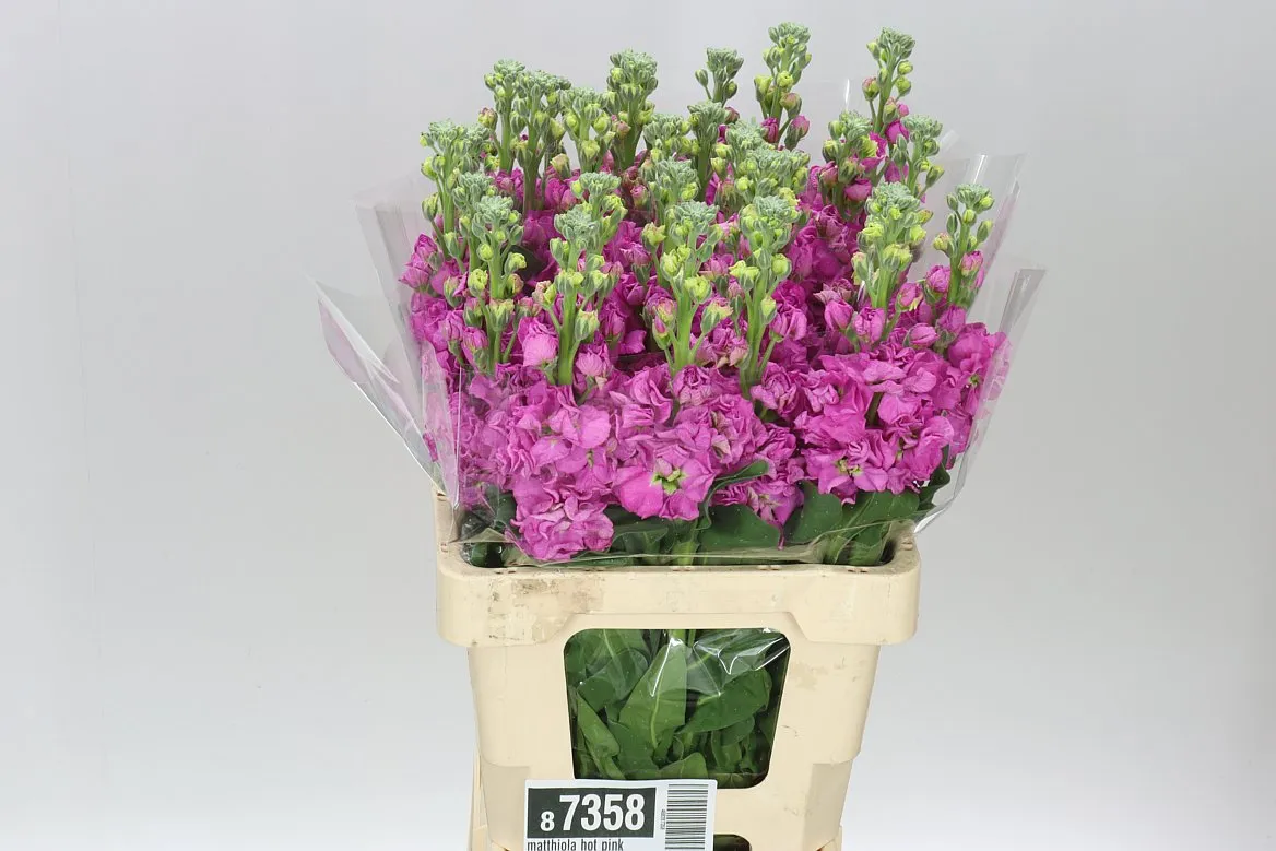 Matthiola Hot Pink It. Imp • 70 cm