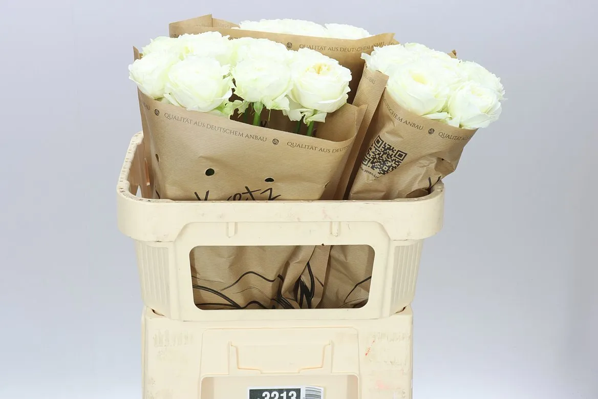 Rosa Gar Lotti+ • 60 cm