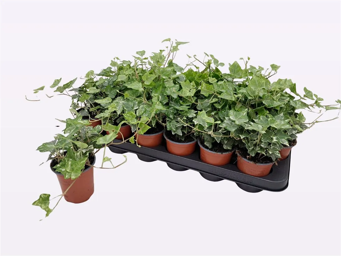 Hedera He Harlekijn • črepník 9 cm