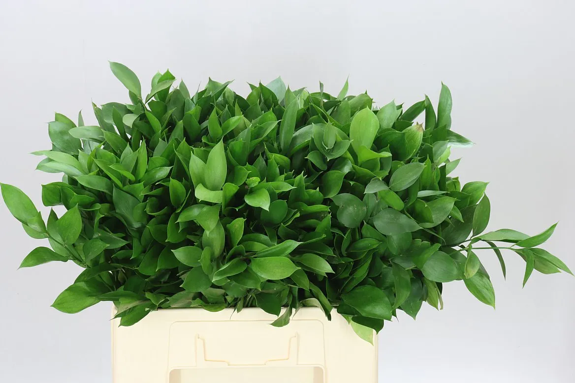 Ruscus Groot • 60 cm