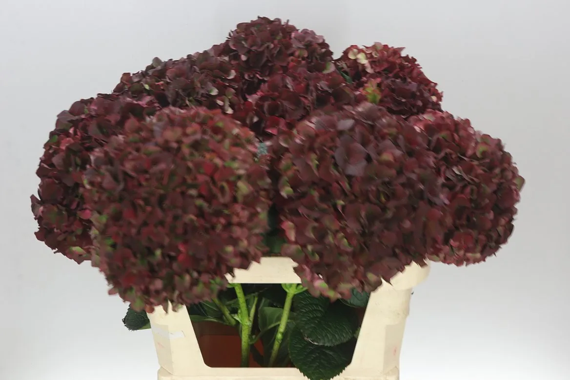 Hydrangea Rubyred Classic • 80 cm