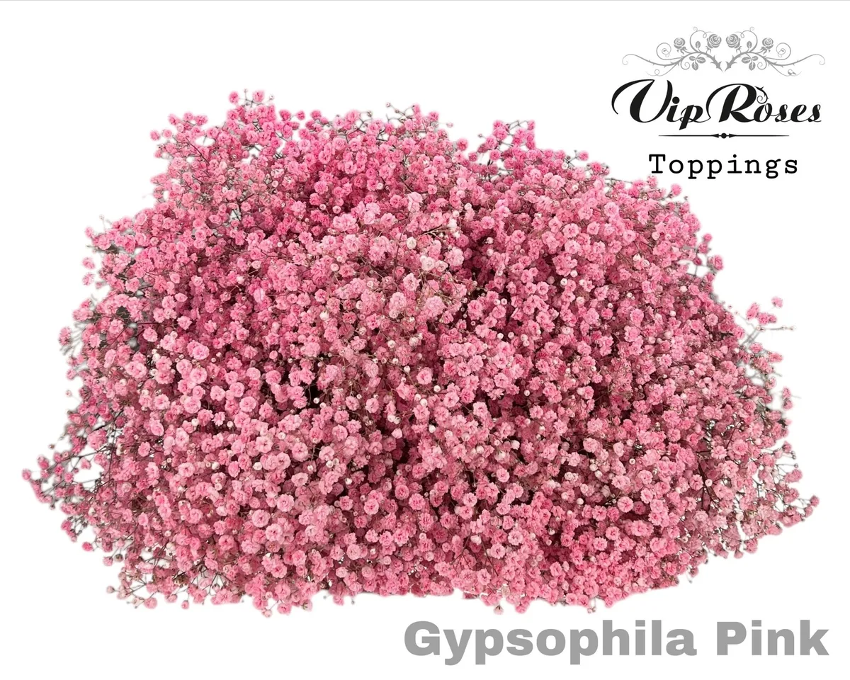 Gypsofila Pa Pink • 80 cm