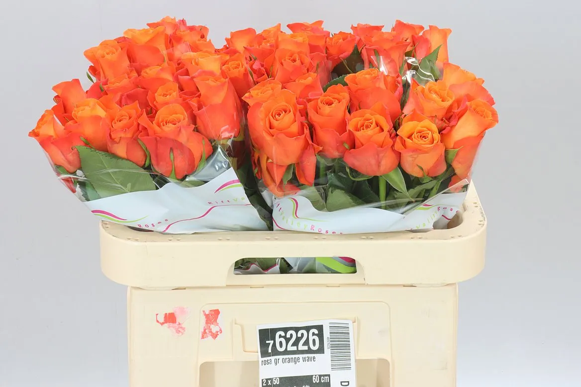 Rosa Gr Orange Wave • 60 cm