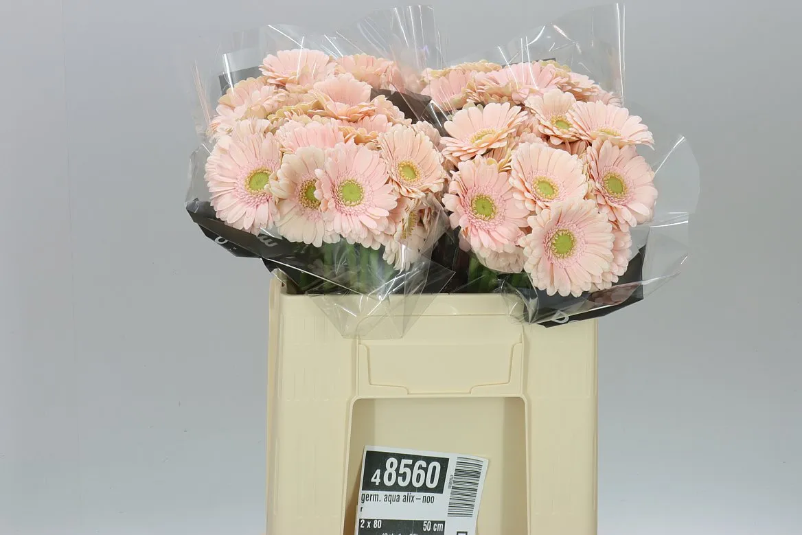 Germini Aqua Alix-noor • 50 cm