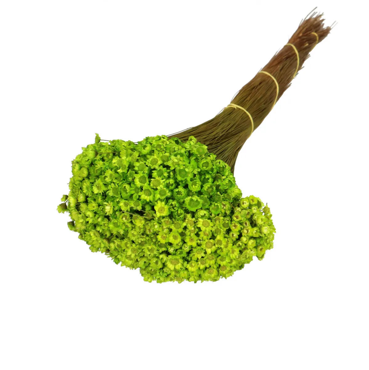 Sušená glixia zelená 40 cm, 50 g