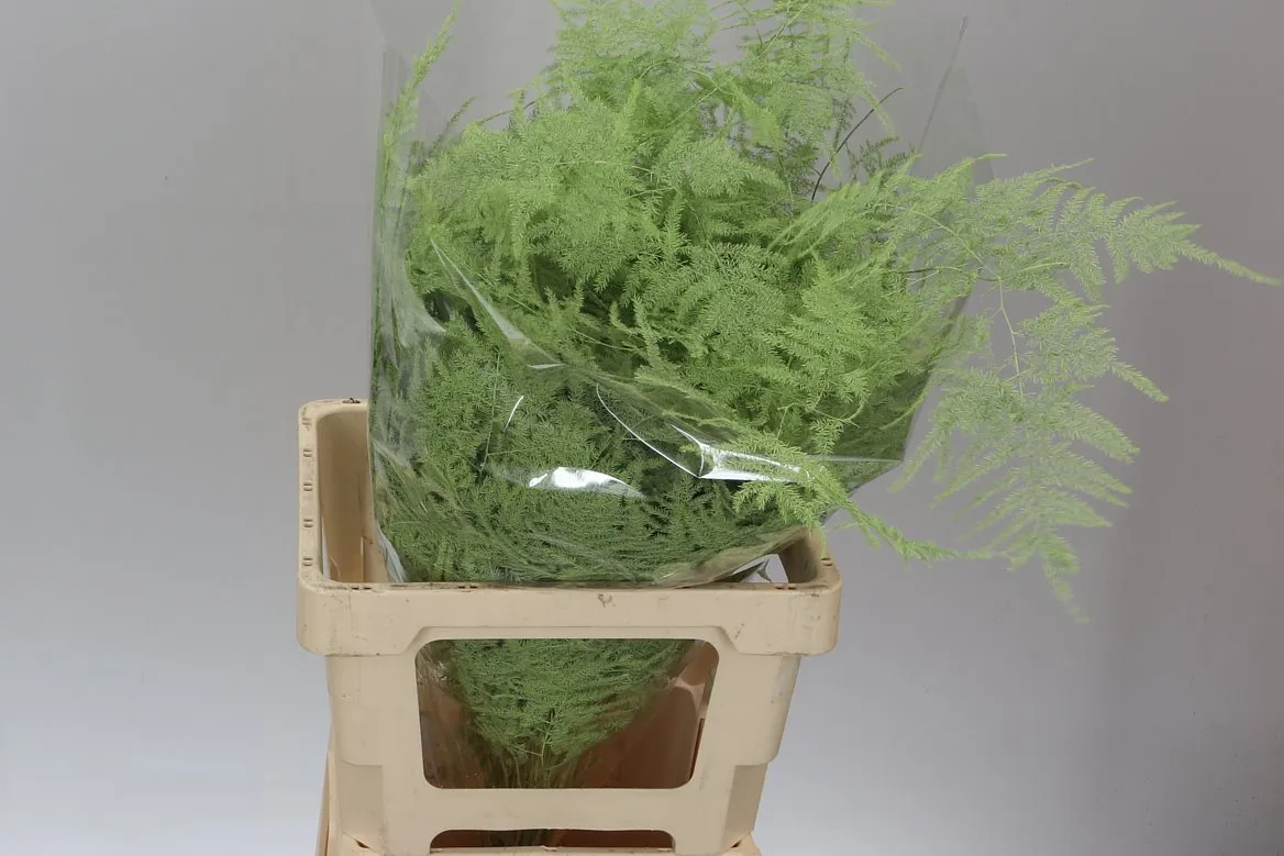 Asparágus Extra Veren Mint • 65 cm