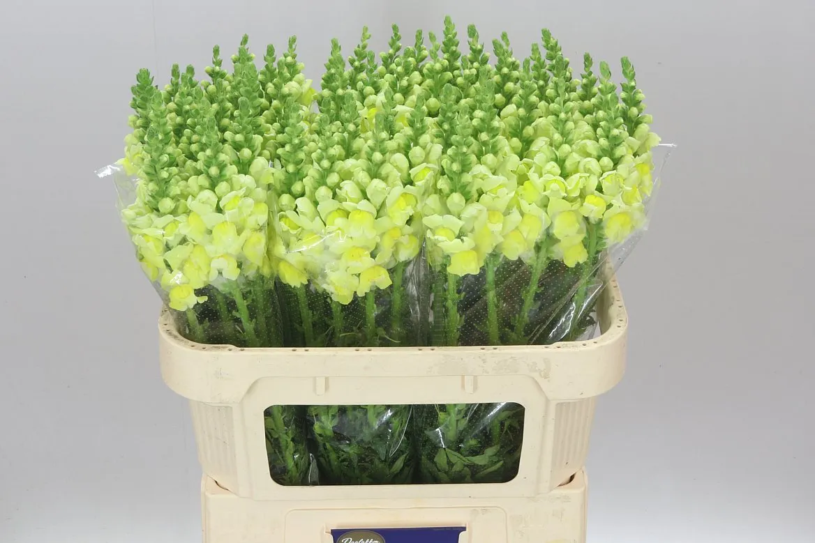 Papuľka Yellow • 75 cm