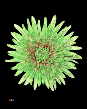 Chryzantéma veľkokvetá Topspin Bubblicious • 70 cm