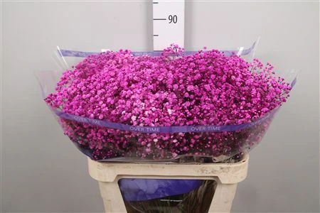 Gypsofila Absorbed Hot Pink • 80 cm