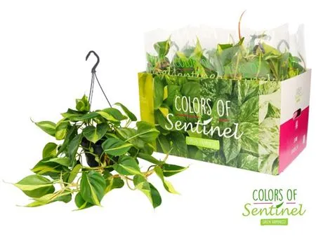 Philodendron Scandens Brasil Hang • črepník 15 cm