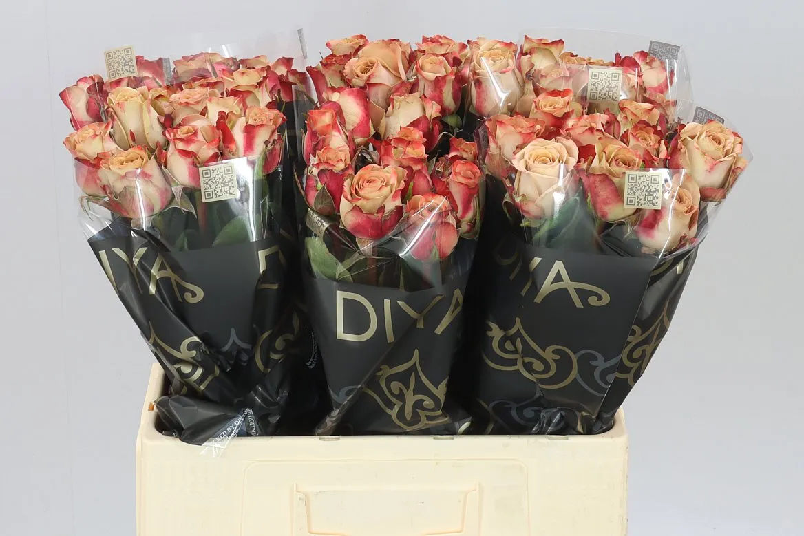 Rosa Gr Cappuccino • 60 cm