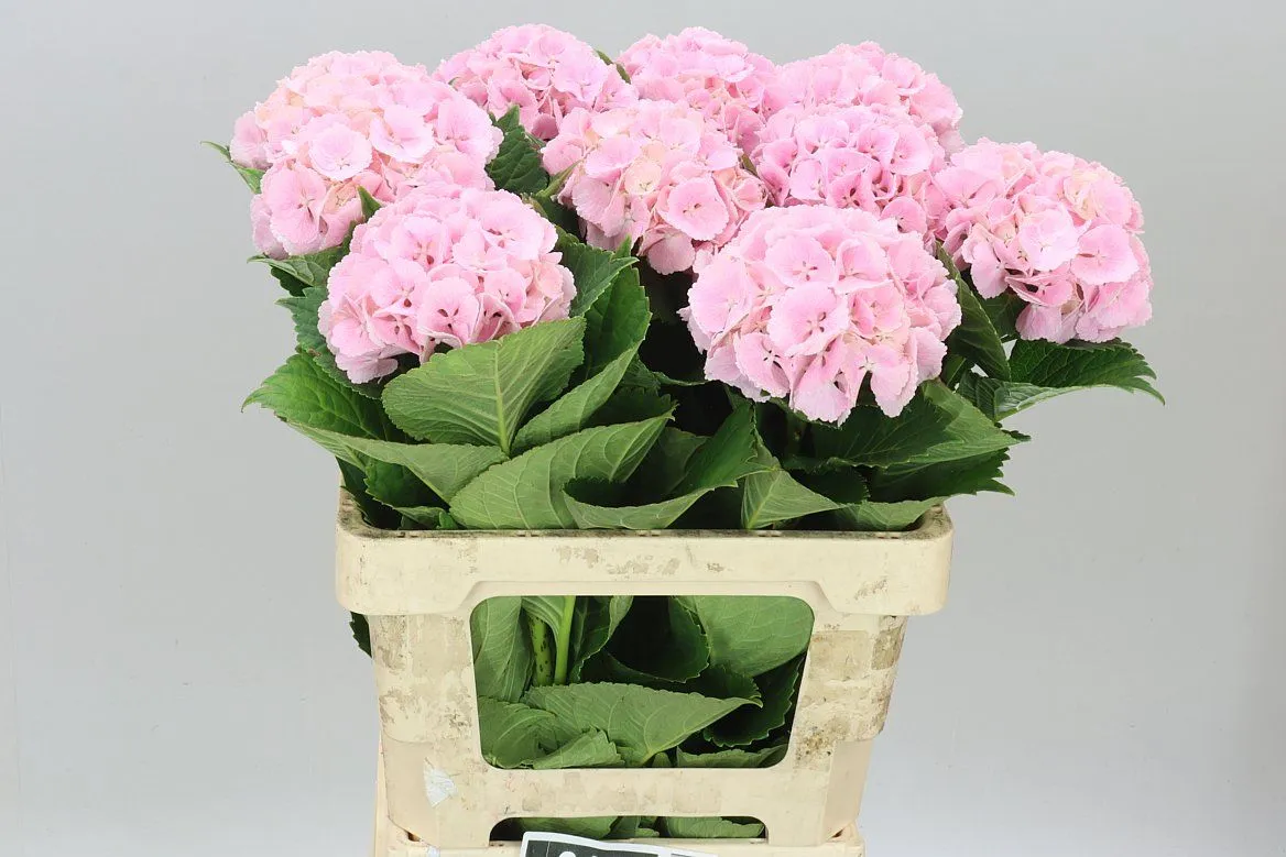 Hyd Lolly Pop Pink Pale • 60 cm