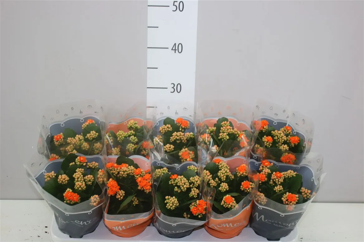 Kalanchoe Calandiva Oranje • črepník 10,5 cm