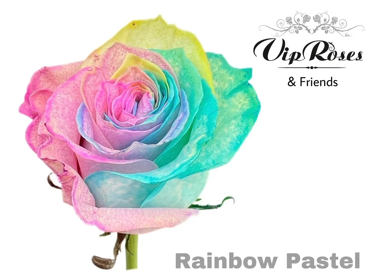 R Gr Rainbow Pastel Mondial Pastel • 60 cm