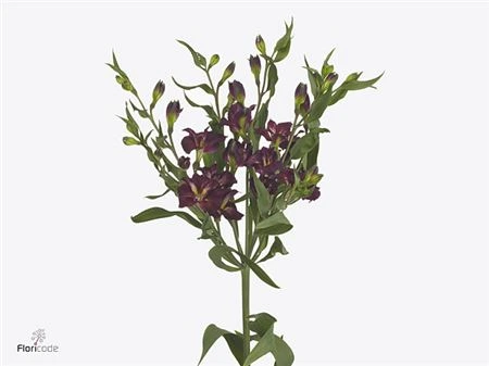 Alstroméria Charmelia Purplex • 70 cm