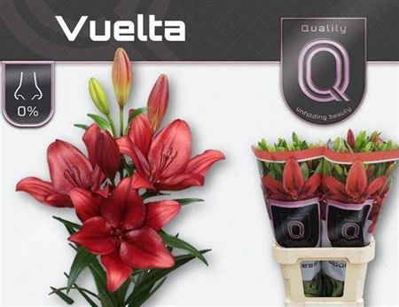 Ľalia LA Vuelta • 90 cm