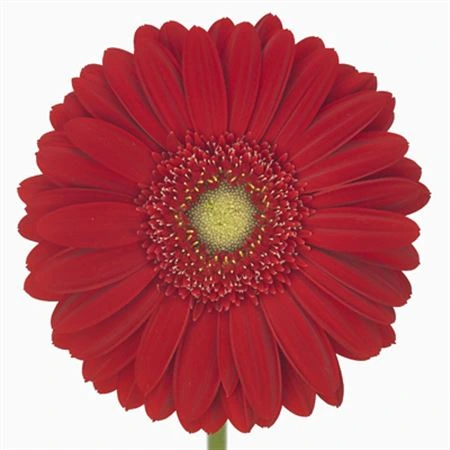 Gerbera Carambole • 45 cm