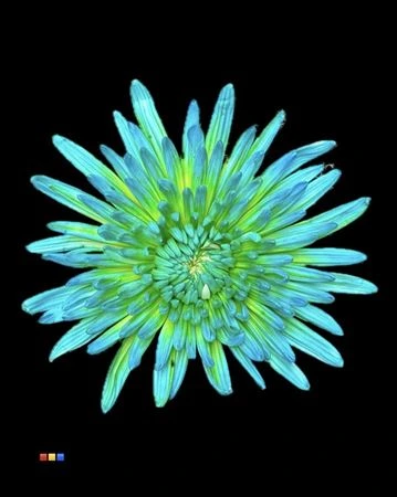 Chryzantéma veľkokvetá Topspin Double Mint • 70 cm